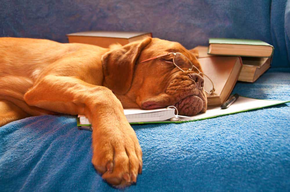 Bild eines Hundes, der mit Brille auf der Nase, faul auf einem Buch liegt